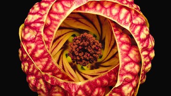 Ini karya lain Bruno Militelli yang masuk dalam daftar finalis. Foto: igpoty.com/