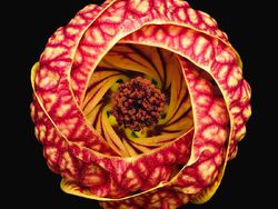 Karya Jawara Kontes Foto Makro yang Memesona Mata