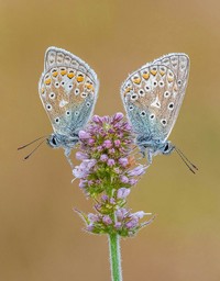 Macro Art Photo Awards 2020