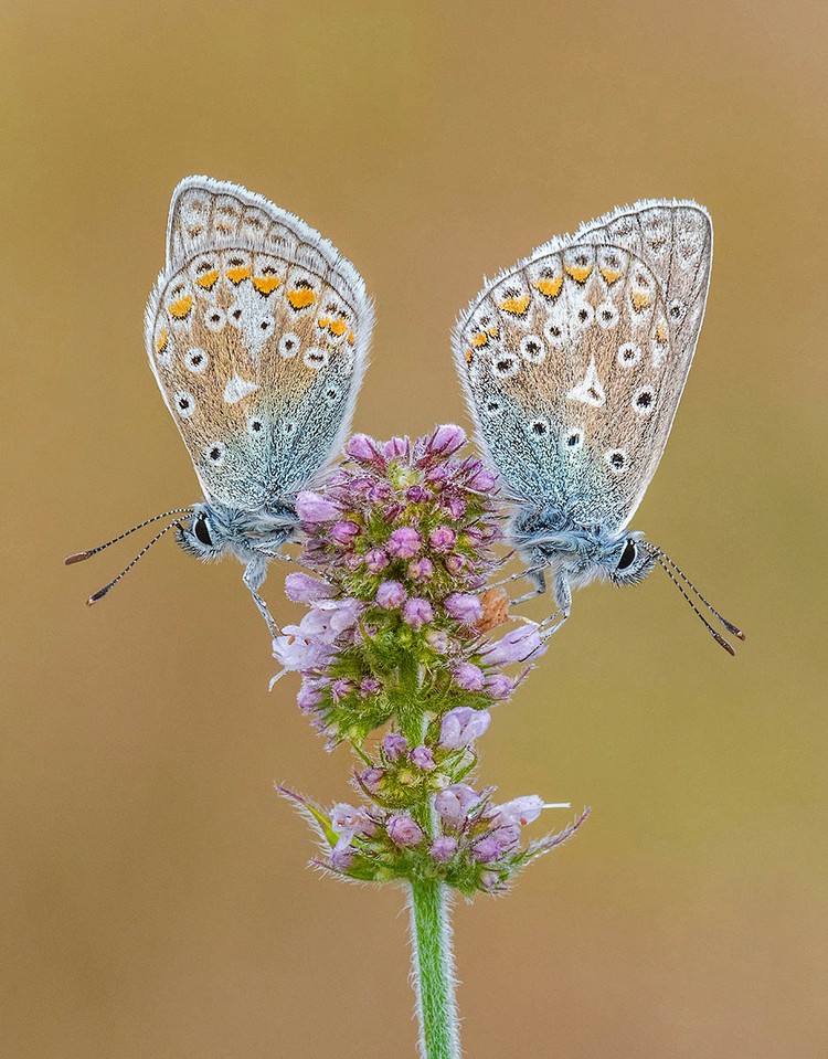 Macro Art Photo Awards 2020