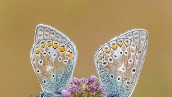 Karya finalis Tony North dari Inggris. Dia memotret di cagar alam kupu-kupu Hoe Grange Quarry, Inggris. Foto: igpoty.com/