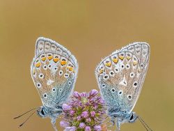 Karya Jawara Kontes Foto Makro yang Memesona Mata