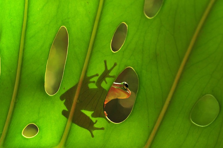 Macro Art Photo Awards 2020