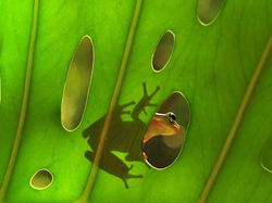 Karya Jawara Kontes Foto Makro yang Memesona Mata