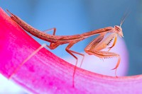 Macro Art Photo Awards 2020