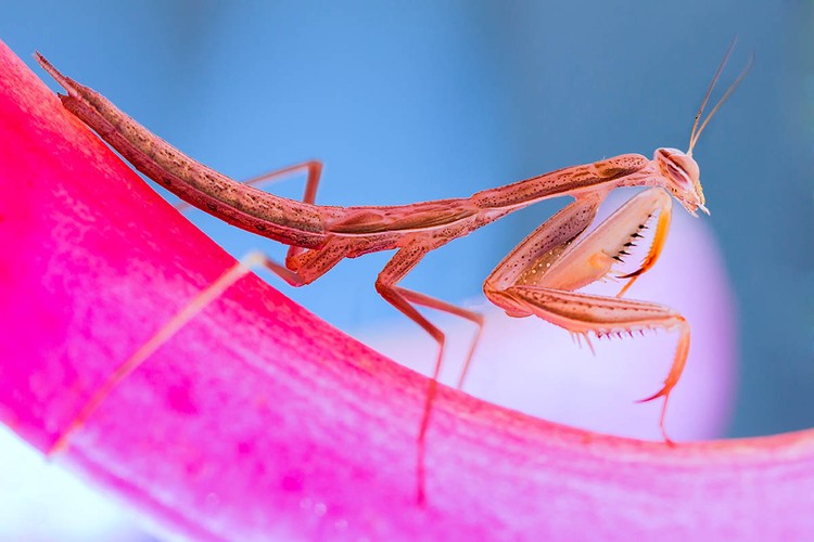 Macro Art Photo Awards 2020