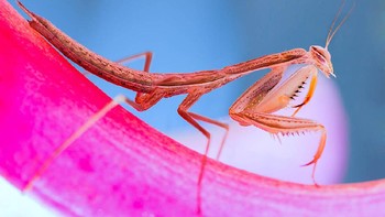 Foto yang sangat dipuji juri karya Christine Blachin Dos Santos dari Portugal. Foto: igpoty.com/