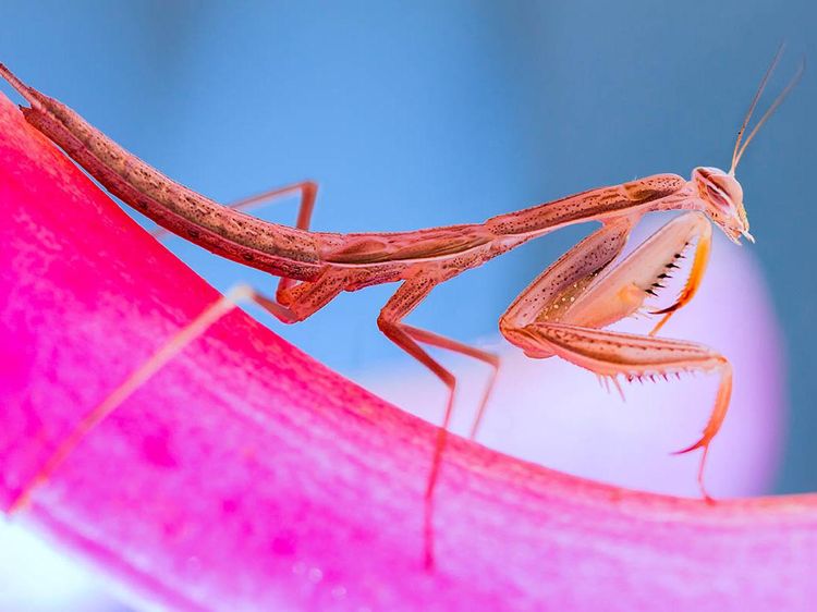 Karya Jawara Kontes Foto Makro yang Memesona Mata
