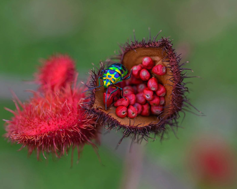 Macro Art Photo Awards 2020