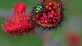 Foto yang dipuji juri karya Wei Fu. Lokasi pemotretan di Taman Raja Rama IX, Bangkok, Thailand. Foto: igpoty.com/
