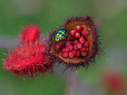 Karya Jawara Kontes Foto Makro yang Memesona Mata