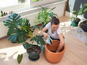 Mengenal Monstera atau Janda Bolong, Tanaman Hias yang Harganya Mahal