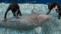 Hingga akhirnya muncul sebuah kelompok pecinta alam yang ingin membawa kembali dua paus beluga kembali ke habitat mereka, Islandia. (Sea Life Trust)