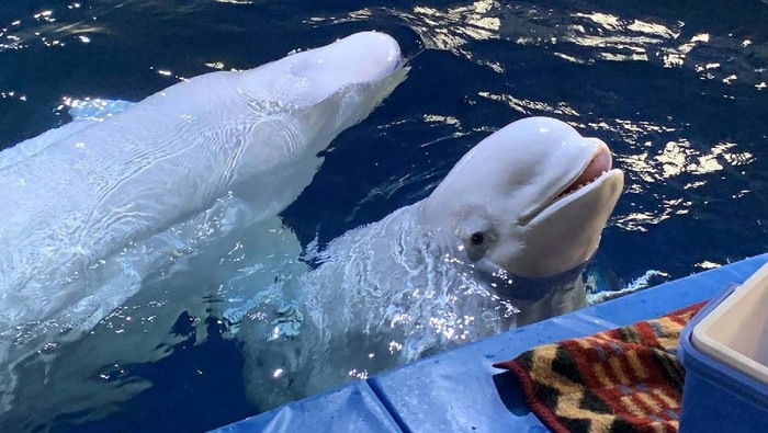 Paus Beluga Paus Beluga