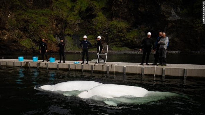 Paus Beluga