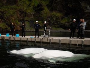 5 Fakta Paus Beluga Menggemaskan yang Pulang ke Islandia