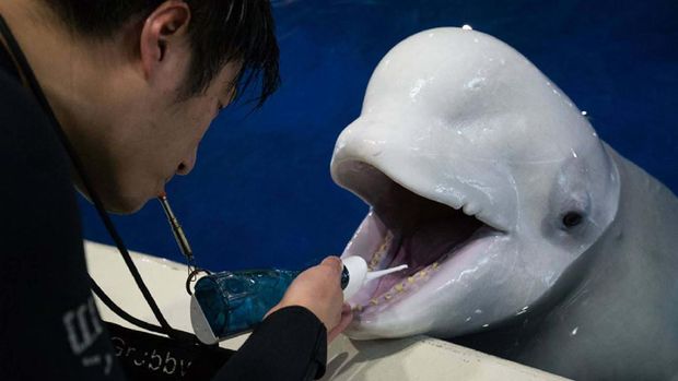Paus Beluga