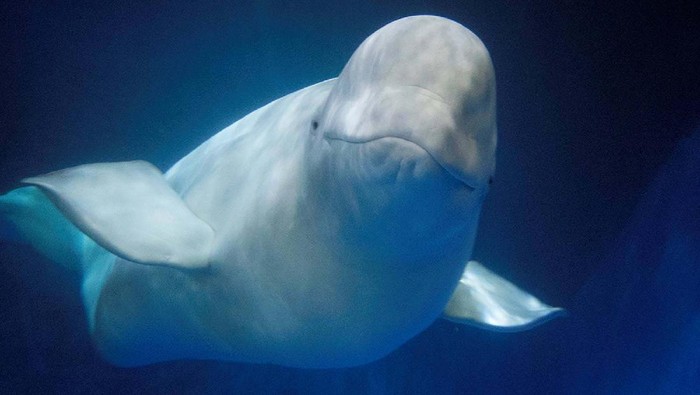 Paus Beluga