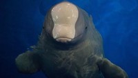 Sedangkan Little White memiliki karakter yang pemalu. Dia jauh lebih pendiam dari Little Grey tapi masuh suka bermain dengan pawangnya. (Sea Life Trust)