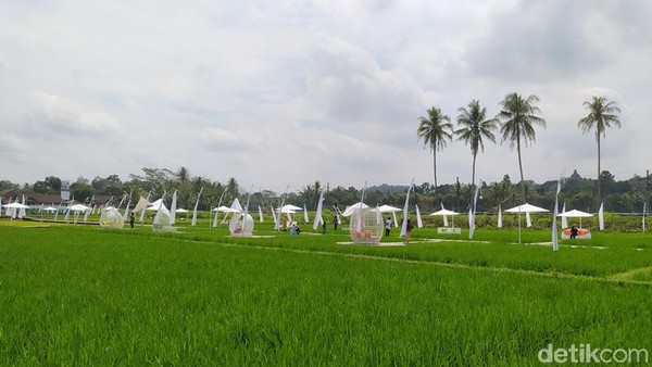 Walaupun baru dibuka Sabtu, (8/8/20200, antusias pengunjung cukup tinggi. Untuk per harinya rata-rata pengunjung sampai 100 orang yang datang dari berbagai daerah. Pengunjung yang datang memanfaatkan lokasi spot selfie yang ada. Walaupun baru dibuka Sabtu, (8/8/20200, antusias pengunjung cukup tinggi. Untuk per harinya rata-rata pengunjung sampai 100 orang yang datang dari berbagai daerah. Pengunjung yang datang memanfaatkan lokasi spot selfie yang ada.