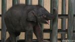 Taman Safari Pasuruan Tambah Koleksi Bayi Gajah Sumatera