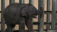 Dokter Hewan Taman Safari Prigen, Nanang Tedjo Laksono mengatakan proses kelahiran bayi gajah ditangani secara langsung oleh tim medis maupun keeper. Bayi gajah lahir dengan berat 80 kilogram dengan tinggi 85 cm. Muhajir Arifin/Dok. Detikcom.