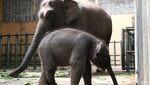 Taman Safari Pasuruan Tambah Koleksi Bayi Gajah Sumatera