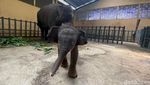 Taman Safari Pasuruan Tambah Koleksi Bayi Gajah Sumatera