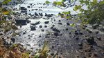Tumpahan Minyak Ancam Kehidupan di Mauritius