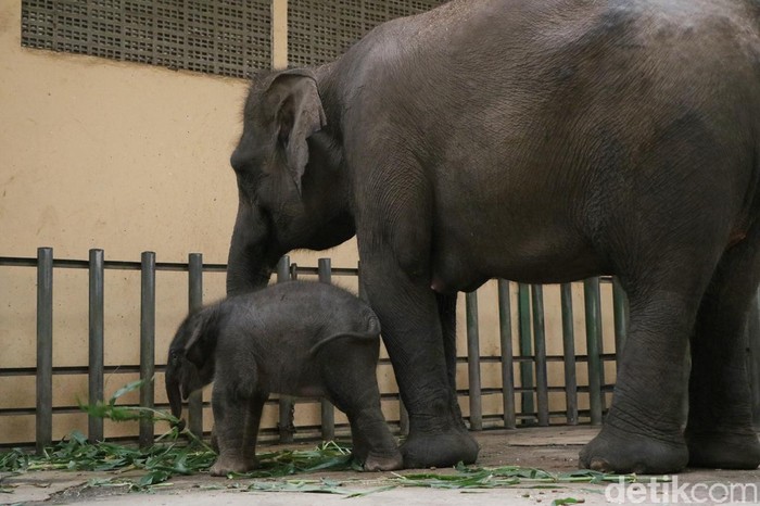 Bayi Gajah di Taman Safari Prigen