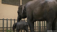 Bayi gajah tersebut berjenis kelamin betina dan belum diberi nama. (Muhajir Arifin/detikcom)