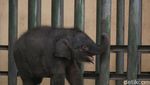 Potret Gemas Bayi Gajah Taman Safari Prigen