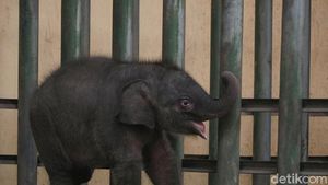 Potret Gemas Bayi Gajah Taman Safari Prigen