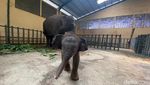 Potret Gemas Bayi Gajah Taman Safari Prigen