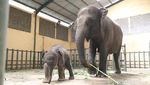 Potret Gemas Bayi Gajah Taman Safari Prigen