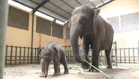 International Union for Conservation of Nature (IUCN) telah menaikkan ‘kelas’ gajah Sumatera sebagai spesies yang kritis atau critically endangered, setelah sebelumnya spesies ini masuk ke dalam kelas endangered atau terancam. (Muhajir Arifin/detikcom)