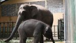 Potret Gemas Bayi Gajah Taman Safari Prigen