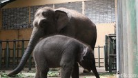 Total keseluruhan gajah Sumatera di bawah naungan lembaga konservasi sebanyak 480 ekor. Sedangkan populasi liar sekitar kurang lebih 2.000 ekor. (Muhajir Arifin/detikcom)