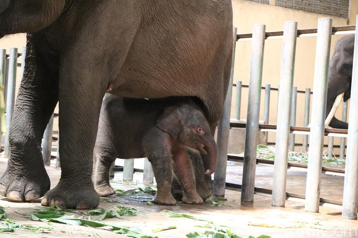 Bayi Gajah di Taman Safari Prigen Bayi Gajah di Taman Safari Prigen