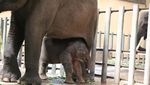 Potret Gemas Bayi Gajah Taman Safari Prigen