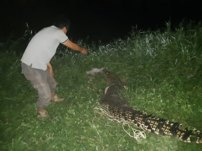 Buaya di Riau (dok. Istimewa)