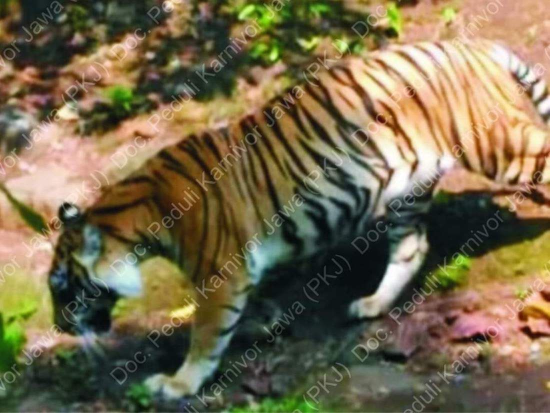 Foto yang diklaim sebagai harimau Jawa (Dok Peduli Karnivor Jawa)