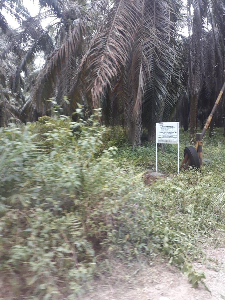 Kebun sawit Nurhadi