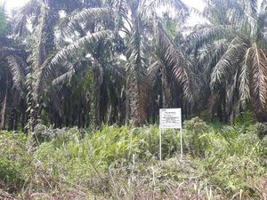 Jaksa Cecar Kades di Padang Lawas soal Kepemilikan Lahan Sawit Nurhadi
