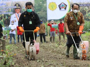 Mentan Targetkan Produktivitas Jagung Naik hingga 9 Ton Per Hektare