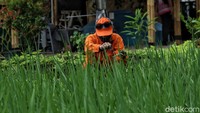 Lahan kosong seluas 3.000 meter persegi yang berada di lingkungan RW 05 Kelurahan Rawa Badak Selatan (RBS), Kecamatan Koja dimanfaatkan menjadi kawasan pertanian perkotaan yang identik dengan suasana asri pedesaan.