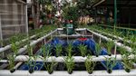Lahan Pertanian Ini Ada di Jakarta Utara Lho