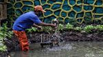 Lahan Pertanian Ini Ada di Jakarta Utara Lho