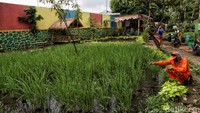 Sejumlah petugas PPSU melakukan perawatan di lahan pertanian perkotaan kawasan Rawa Badak Selatan, Jakarta Utara, Kamis (13/8/2020).