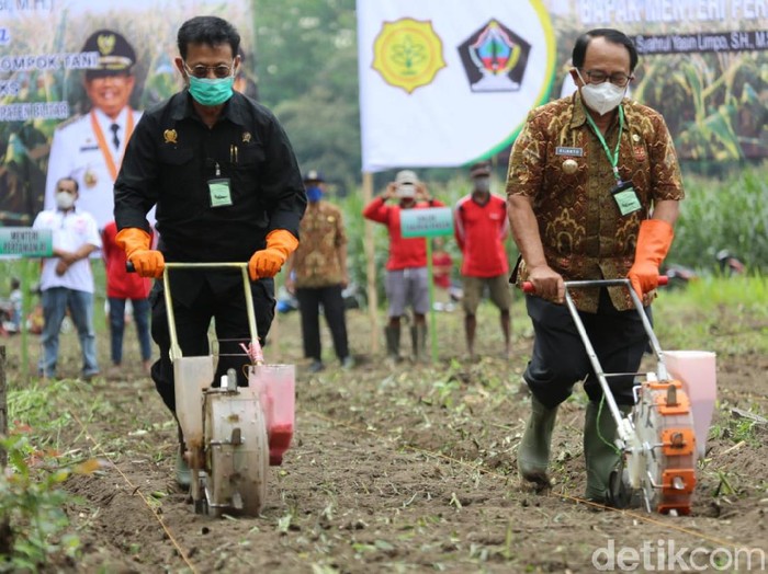 Menteri Pertanian (Mentan) Syahrul Yasin Limpo menanam jagung di Alas Maliran, Kecamatan Ponggok, Kabupaten Blitar. Mentan berpesan, jika ingin bebas sari penularan COVID-19, maka bertanilah.